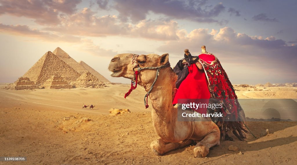 Kameel en de piramides in Giza
