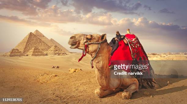 kameel en de piramides in giza - piramidevorm stockfoto's en -beelden