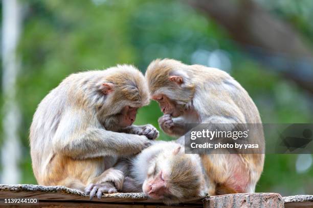 Rhesus Monkey Photos and Premium High Res Pictures - Getty Images