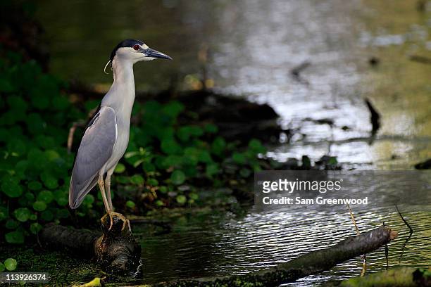 Young egret is seen during a practice round prior to the start of THE PLAYERS Championship held at THE PLAYERS Stadium course at TPC Sawgrass on May...