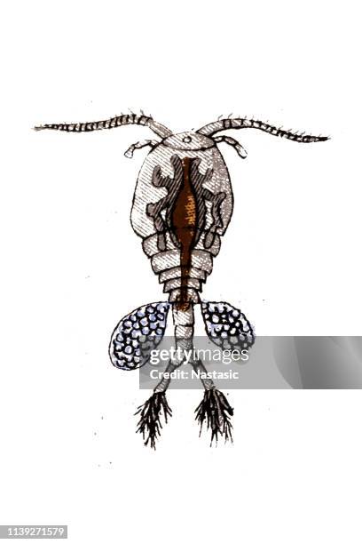 ilustrações de stock, clip art, desenhos animados e ícones de cyclops is one of the most common genera of freshwater copepods, comprising over 400 species - cyclops