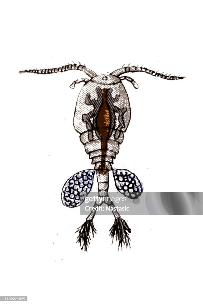 Cyclops is one of the most common genera of freshwater copepods, comprising over 400 species