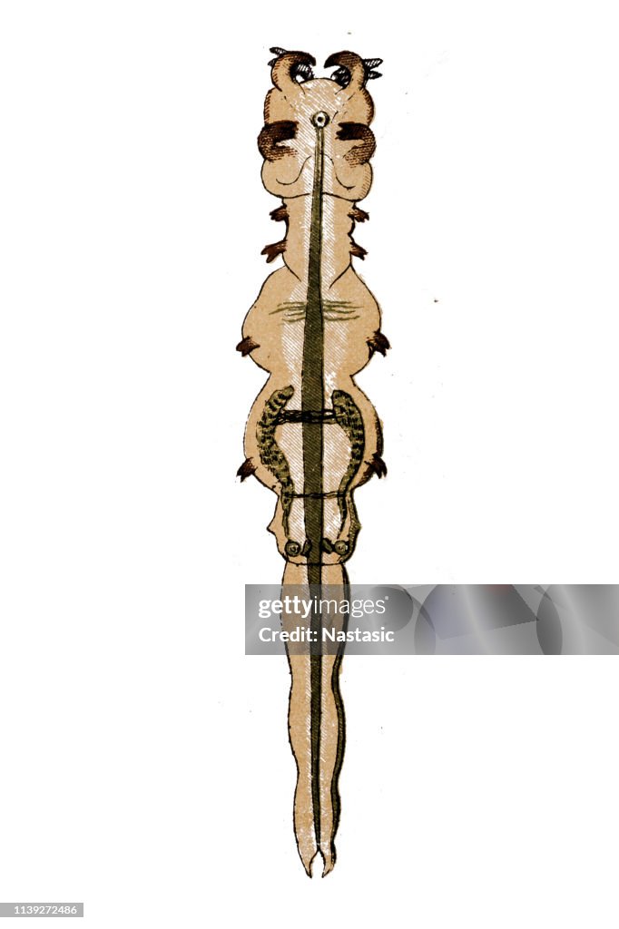 Lamproglena nyasae is a copepod species from the family Lernaeidae