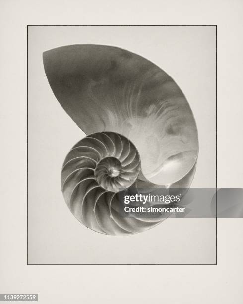 etching of nautilius shell. - black and white illustration stock pictures, royalty-free photos & images