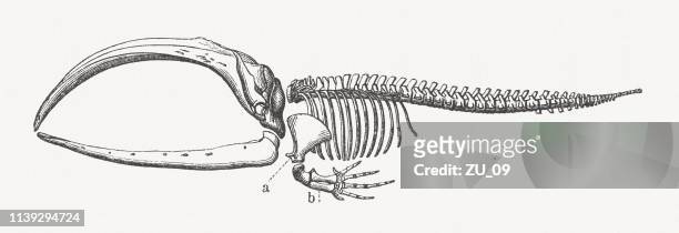 ilustraciones, imágenes clip art, dibujos animados e iconos de stock de esqueleto de una ballena boreales, grabado en madera, publicado en 1897 - esqueleto de animal