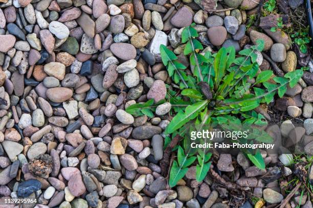 weed is growing between shingle - uncultivated stock pictures, royalty-free photos & images
