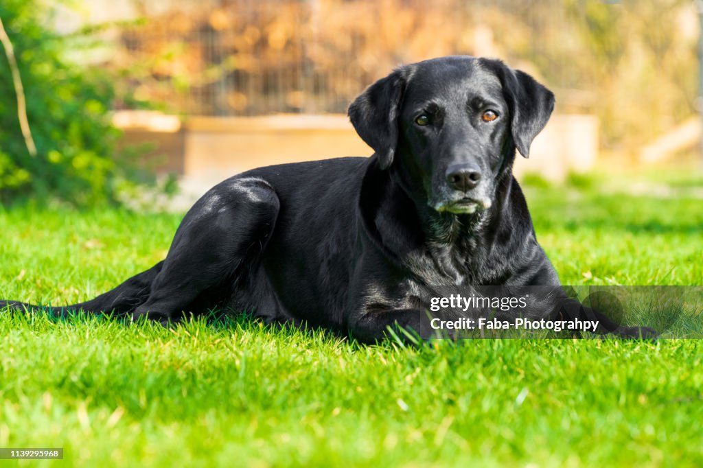 Dog Lying On Grass