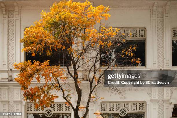 hanoi street turn into red and yellow in season the tree replaces leaves. - fashion archive mellow yellow stock-fotos und bilder