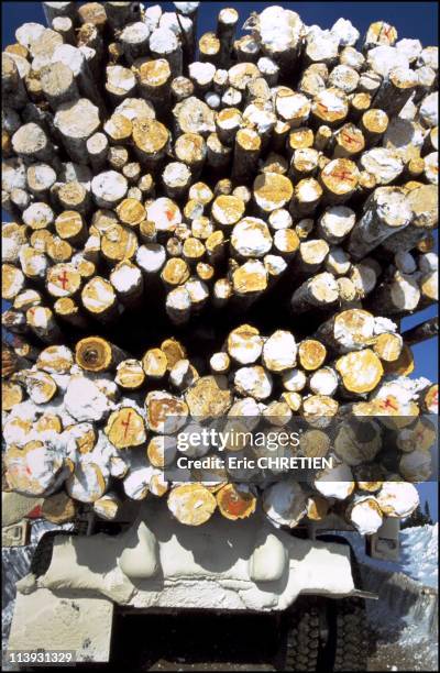 Quebec : the "iced" truckers of Saguenay In Quebec, Canada In December, 2000-Beyond the 49th parallel, the diamter of the trees is not as impressive...