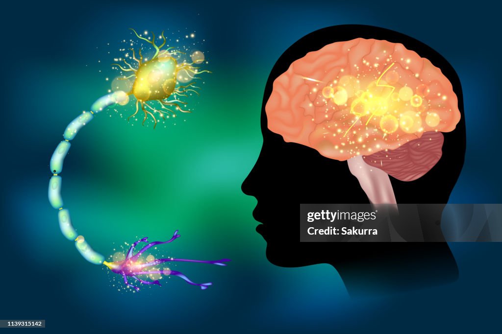 Epilepsy Example Seizures Epilepsy Anatomy Of Brain High-Res Vector Graphic - Getty Images
