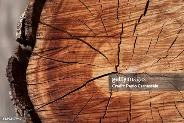 close-up of firewwod log - tree rings stock pictures, royalty-free photos & images