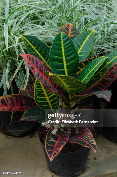 petra croton (codiaeum petra), flowers. - croton plant bildbanksfoton och bilder