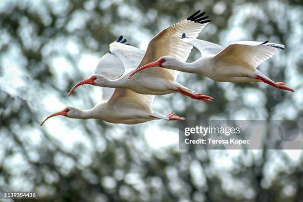 ibis in flight - ibis stock-fotos und bilder