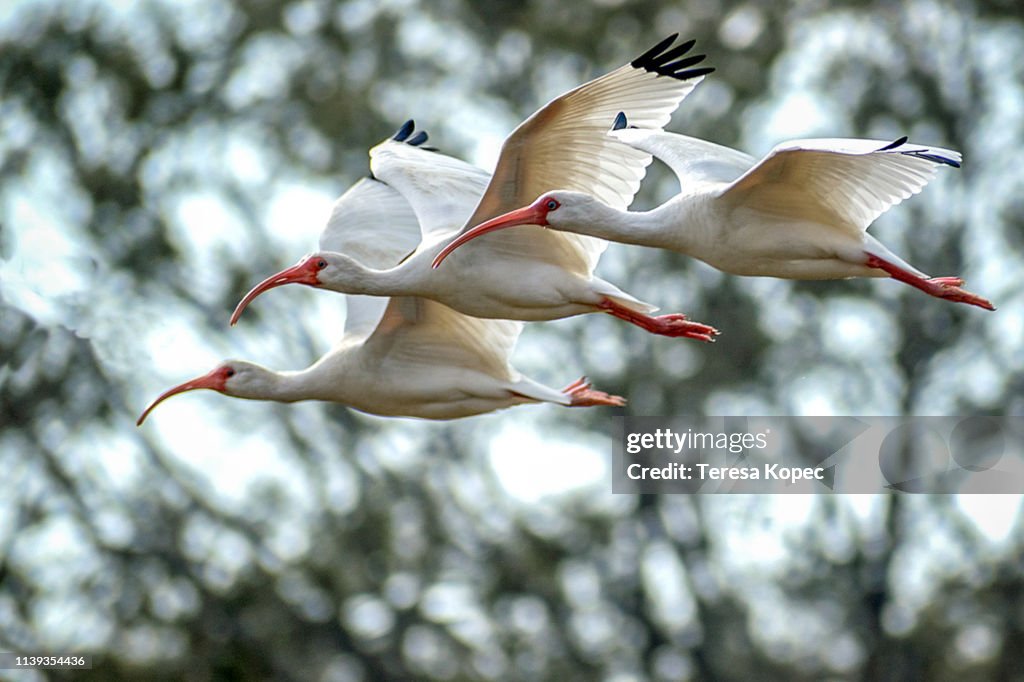 Ibis in Flight