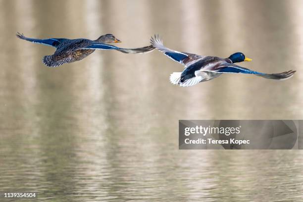 ducks in flight - parende dieren stockfoto's en -beelden