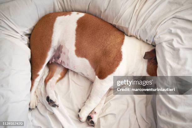 "no molestar" al perro dormido! - animal abdomen fotografías e imágenes de stock