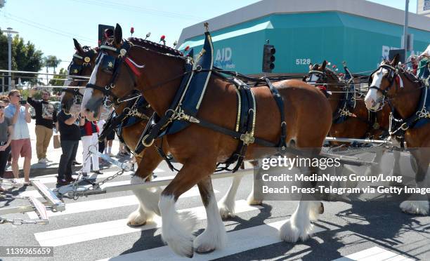 The world famous Budweiser Clydesdales made quite an amazing photo opportunity for the crowds gathered, as they marched down Second Street in Long...
