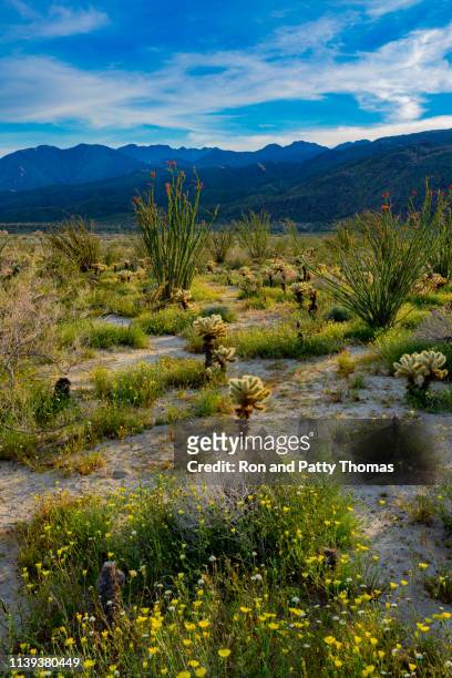 printemps arrière allumé cactus dans anza borrego desert state park, ca - anza national park photos et images de collection