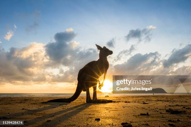 kangaroo on the beach at sunrise - wallaby stock-fotos und bilder