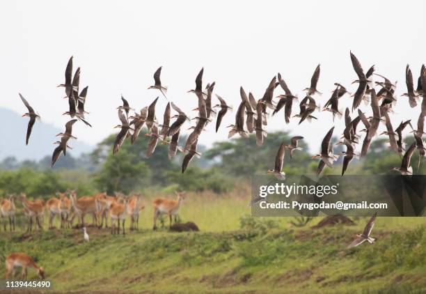 african skimmer - lusaka stock pictures, royalty-free photos & images