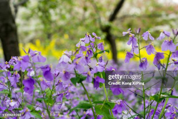Purple Flower High-Res Stock Photo