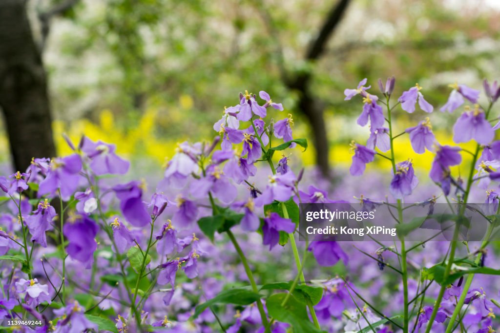 Purple flower