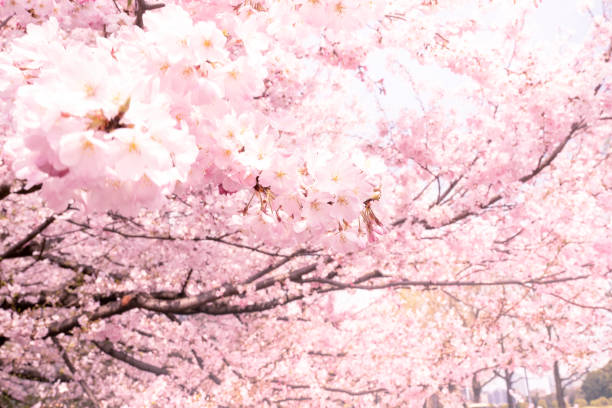 cherry blossom - 日本 3月 風景 ストックフォトと画像