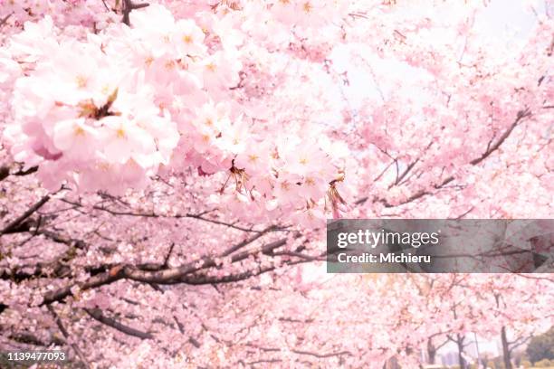 cherry blossom - cherry blossom in full bloom in tokyo 個照片及圖片檔