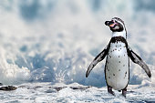Humboldt penguin portrait
