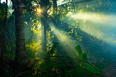 Rainforest in Thailand