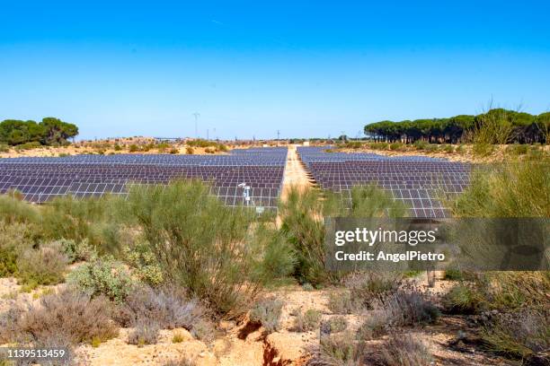 solar orchard, installation for the capture of solar energy - angel investor stock-fotos und bilder