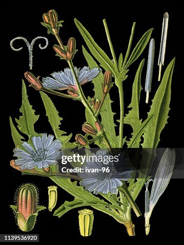 Chicory, 琥珀色 Chicory, 琥珀色
