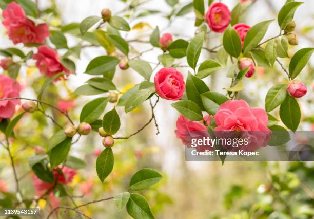 pink camellia - camellia japonica stock pictures, royalty-free photos & images