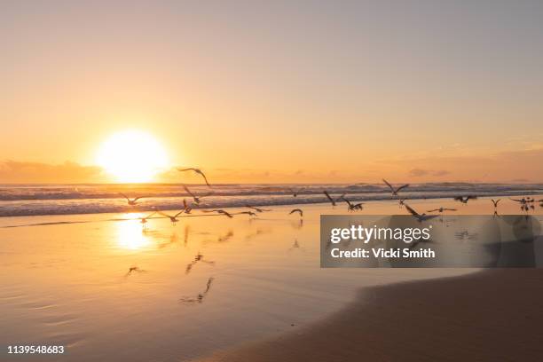 ocean and beach scene with flying birds - australia coastline stock pictures, royalty-free photos & images