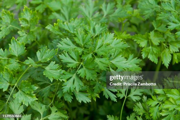 parsley - prezzemolo foto e immagini stock