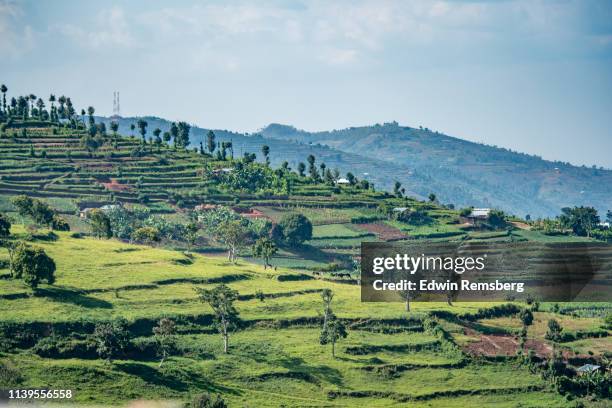 terraced fields for farming - kigali stock pictures, royalty-free photos & images