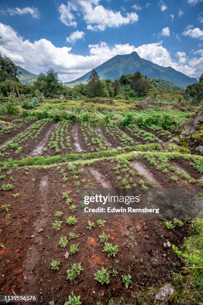 Farms In Rwanda 918 Rwanda Farm Stock Photos, High-Res Pictures, and Images - Getty Images