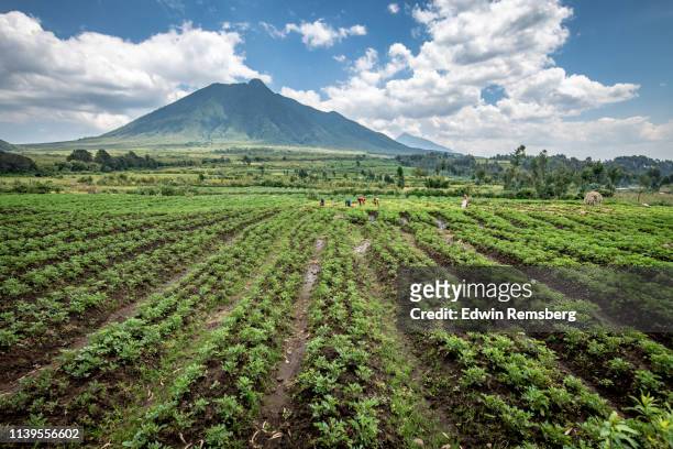 potato field - rwanda stockfoto's en -beelden