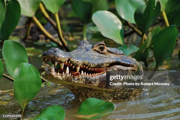 jacaré (caiman) in the pantanal, brazil - pantanal wetlands foto e immagini stock