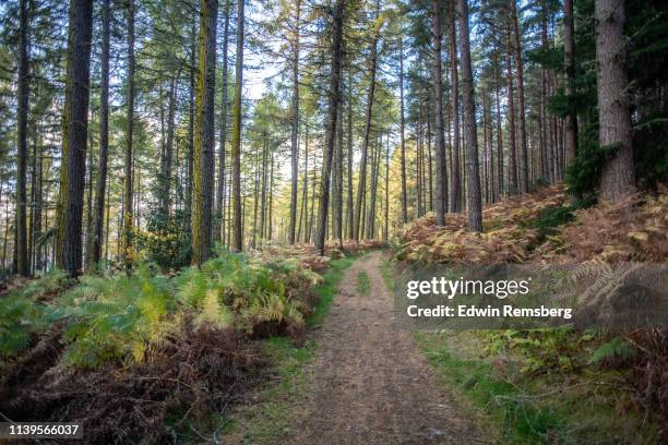 forest path - biodiversität stock-fotos und bilder