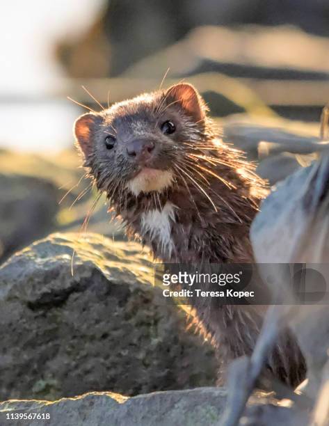 mink - mink stock pictures, royalty-free photos & images