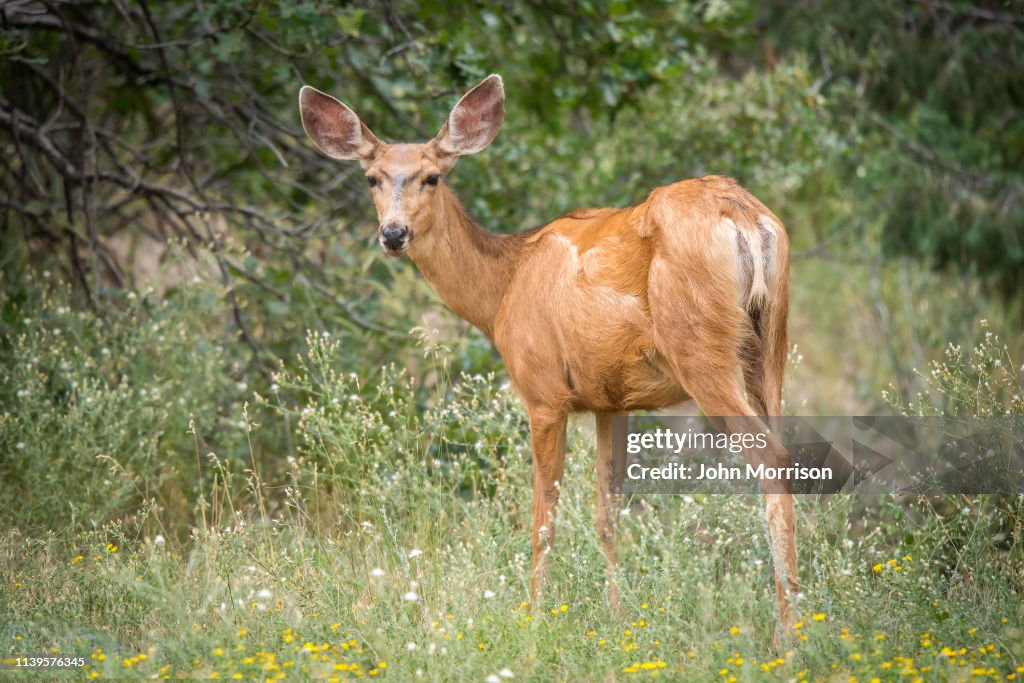 Mule Deer looking at camera