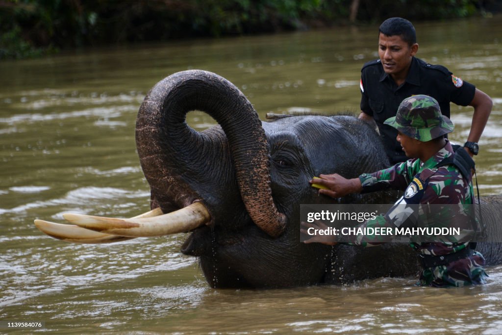 TOPSHOT-INDONESIA-CONSERVATION-ANIMAL