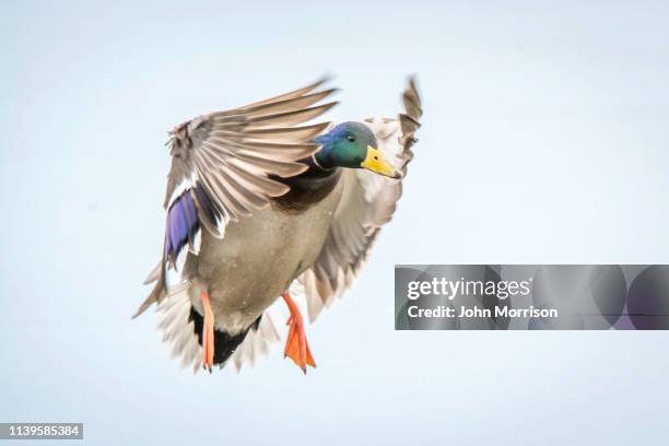 330 Mallard Duck Landing Stock Photos, High-Res Pictures, and Images