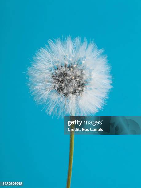 dandelion - paardenbloem stockfoto's en -beelden