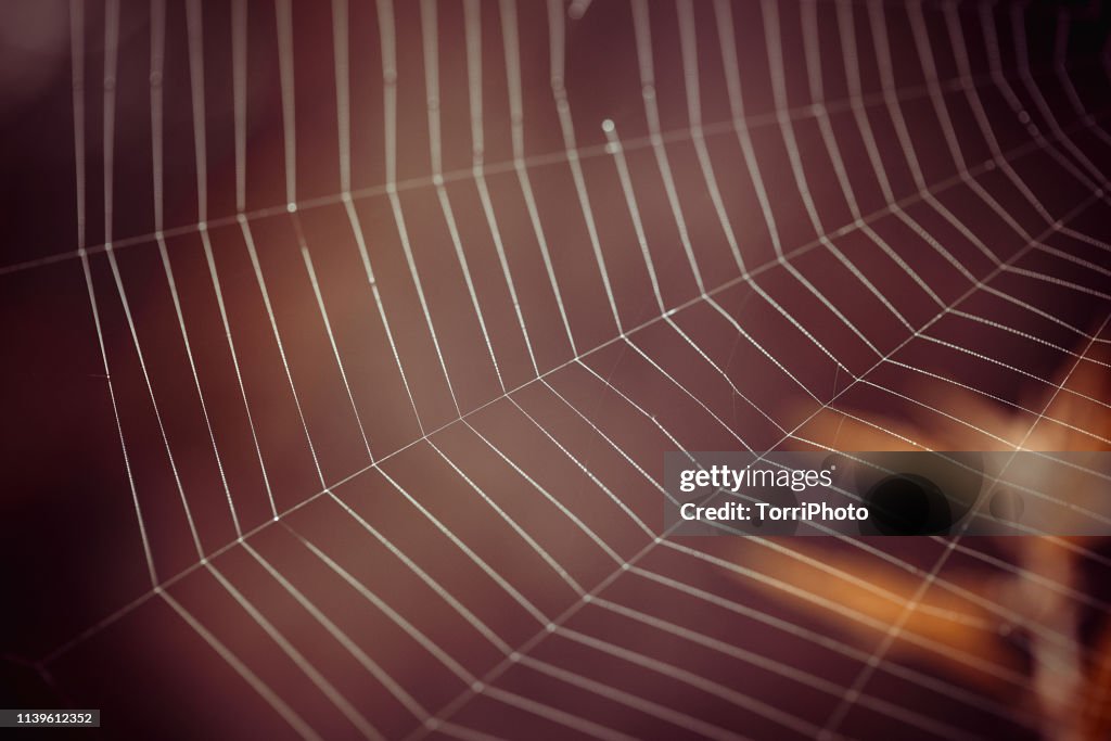 Closeup spider web in summer forest