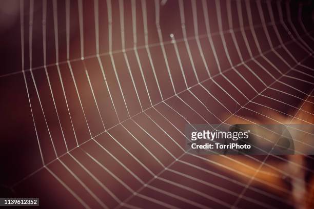 closeup spider web in summer forest - spider web imagens e fotografias de stock