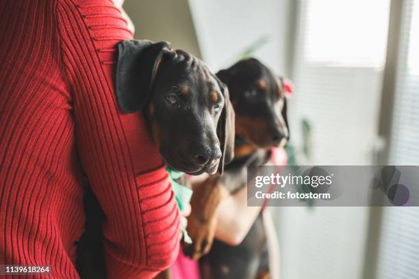 little doberman pupps - white doberman pinscher stock pictures, royalty-free photos & images