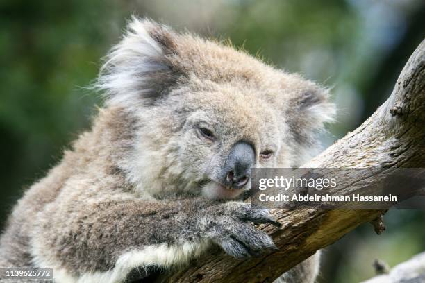 sleepy koala on a tree - wildlife reserve stock pictures, royalty-free photos & images