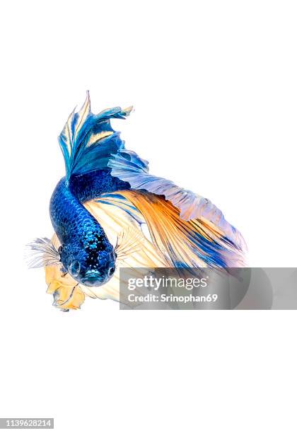 siamese fighting fish, betta isolated on white background. betta fish, siamese fighting fish, betta splendens, betta fish, halfmoon macaw blue & yellow, isolated on a white background - selective focus point - siamese fighting fish stock pictures, royalty-free photos & images